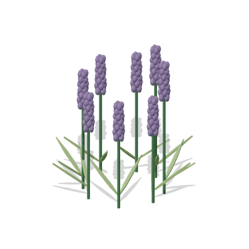 Lavender in flower (Almanac Gardens)