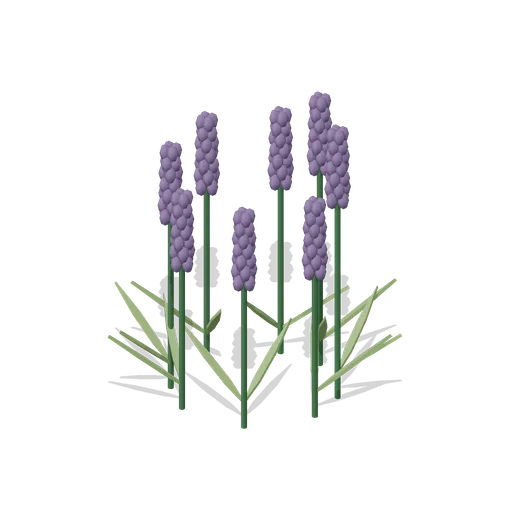 Lavender in flower (Almanac Gardens)