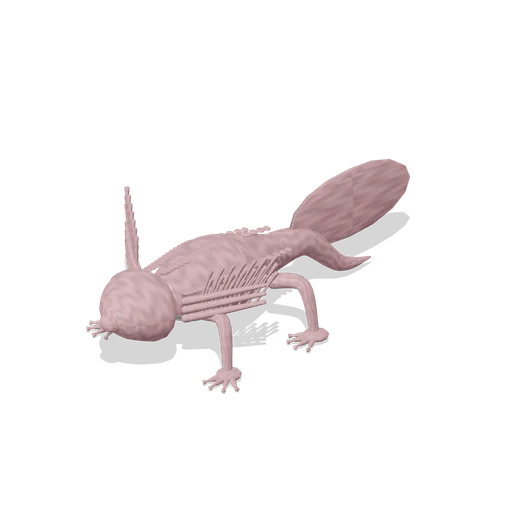 Axolotl (Birds and Reptiles HD)