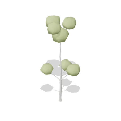 Beech Tree Young (Dense Temperate Forest Flora)