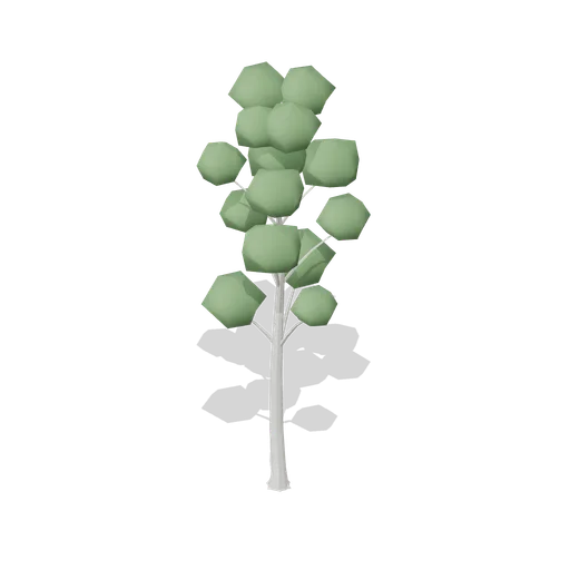 Beech Tree Mature (Dense Temperate Forest Flora)