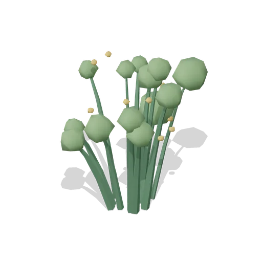 Broom Bush (Dense Temperate Forest Flora)