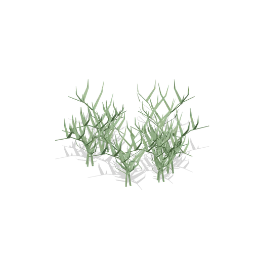 Bracken Stand (Dense Temperate Forest Flora)