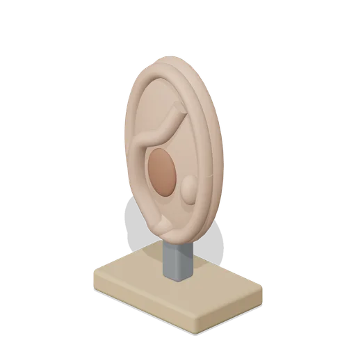 Enlarged Ear Display Model (Hearing Aid and Audiology Clinic)