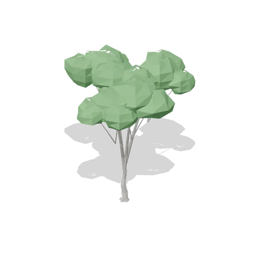 Mature sycamore (Temperate Forest Ecology)