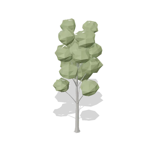 Mature common ash (Temperate Forest Ecology)