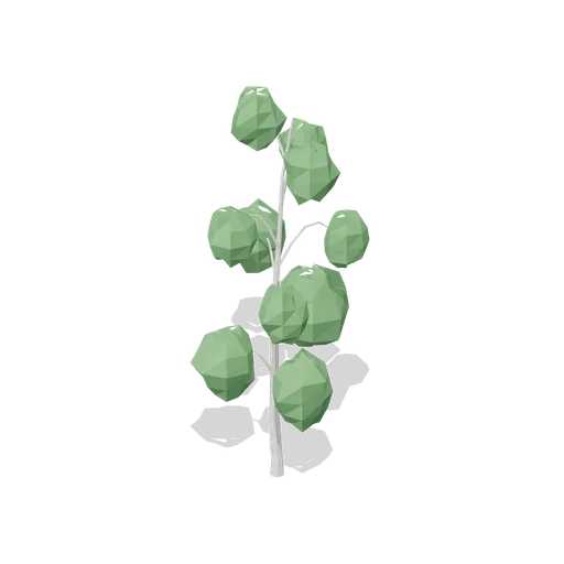 Young downy birch (Temperate Forest Ecology)