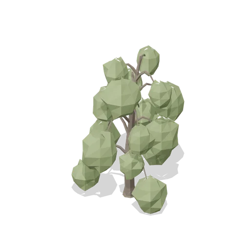 Mature white willow (Temperate Forest Ecology)