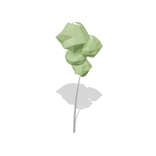 Beech sapling (Temperate Forest Ecology)