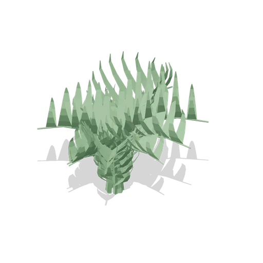 Male fern clump (Temperate Forest Ecology)