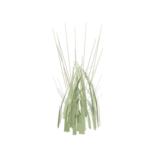 Tufted hair grass (Temperate Forest Ecology)
