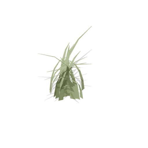Wood sedge clump (Temperate Forest Ecology)