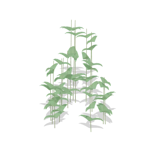 Nettle patch (Temperate Forest Ecology)