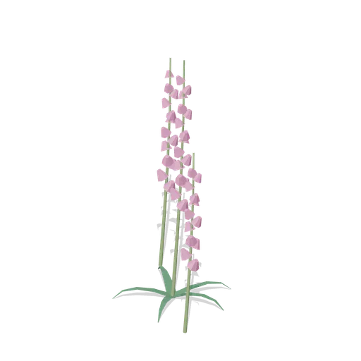 Foxglove group (Temperate Forest Ecology)