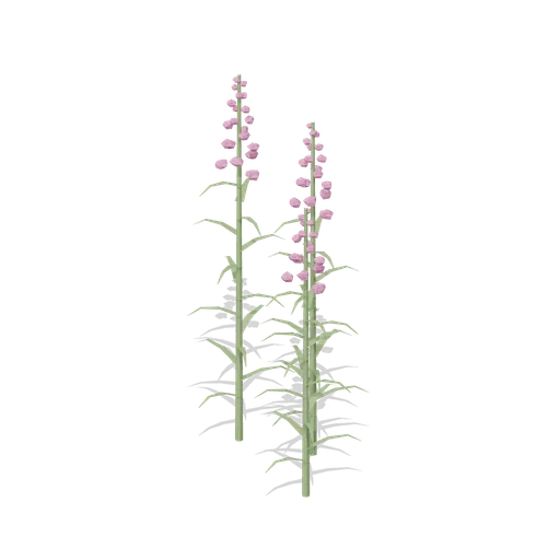 Rosebay willowherb group (Temperate Forest Ecology)