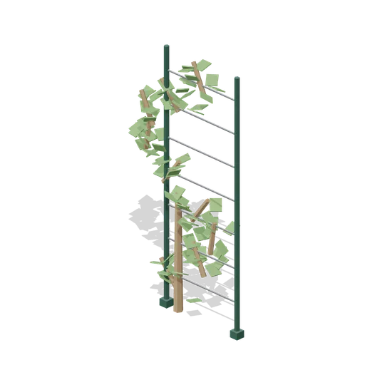 Climbing vine on a wire frame, 2.6 m (Botanical Glasshouse and Palm House)