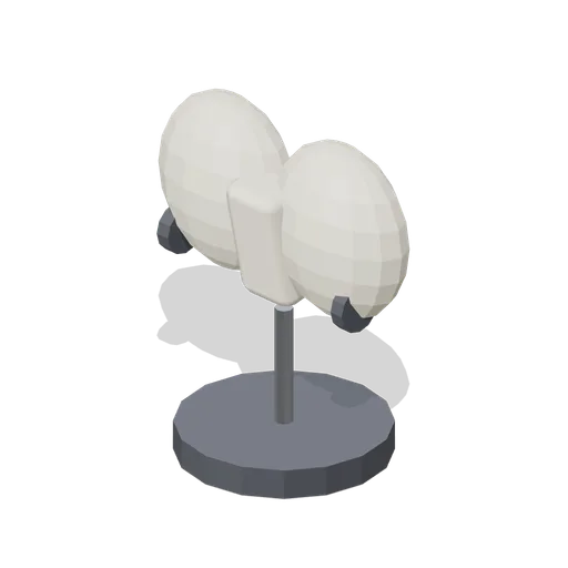 Pelvis (Human Anatomy and Education Kit)