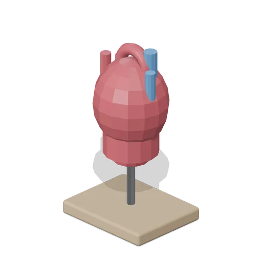 Heart Model (Human Anatomy and Education Kit)