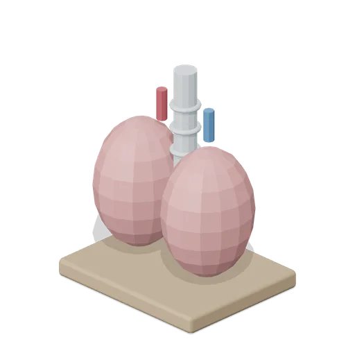 Lung Pair (Human Anatomy and Education Kit)