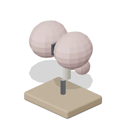 Brain Model (Human Anatomy and Education Kit)