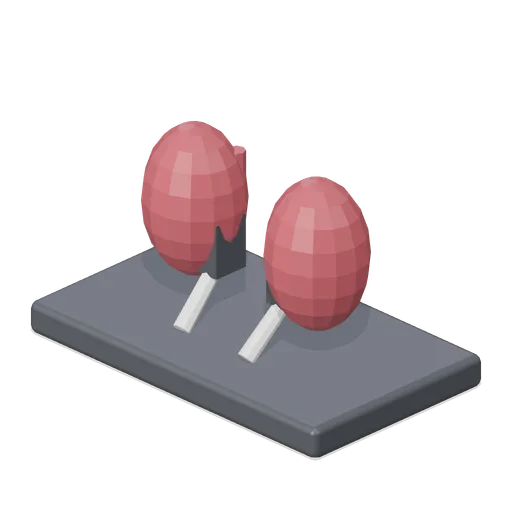 Kidney Model (Human Anatomy and Education Kit)
