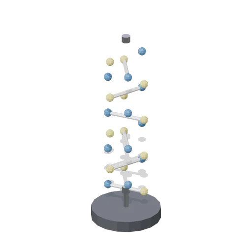 Dna Helix (Human Anatomy and Education Kit)
