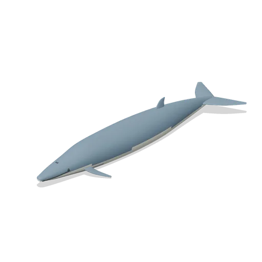 fin whale (Ocean Giants: Whales, Dolphins, Sharks and Reef Life)