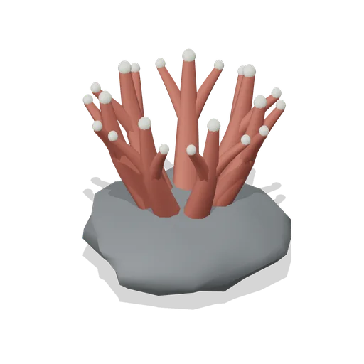 coral head (Ocean Giants: Whales, Dolphins, Sharks and Reef Life)