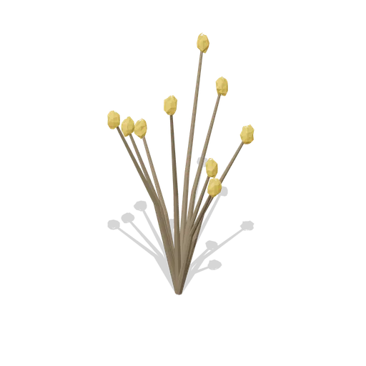 Ocotillo (Desert Canyons and Oases)