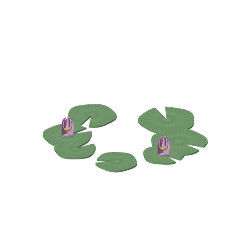 Lily pads with flowers (Swamp and Mangrove)