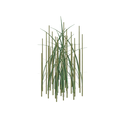 Reed bed (Swamp and Mangrove)