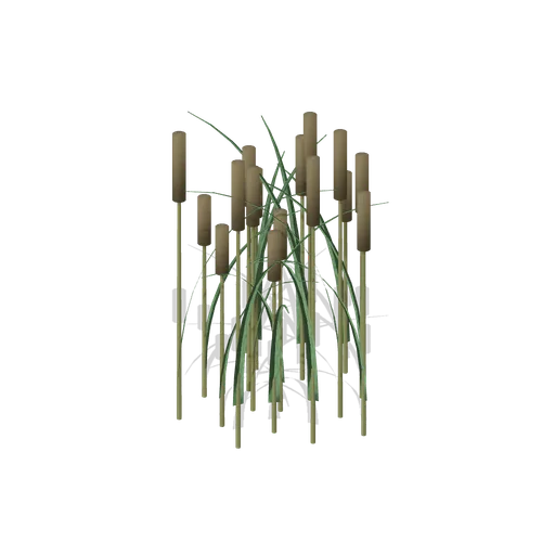 Cattail clump (Swamp and Mangrove)