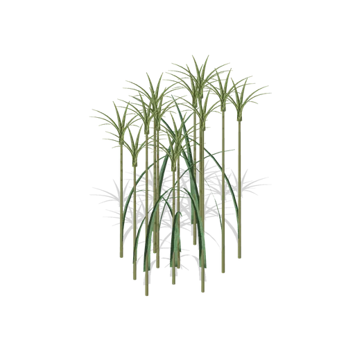 Papyrus clump (Swamp and Mangrove)