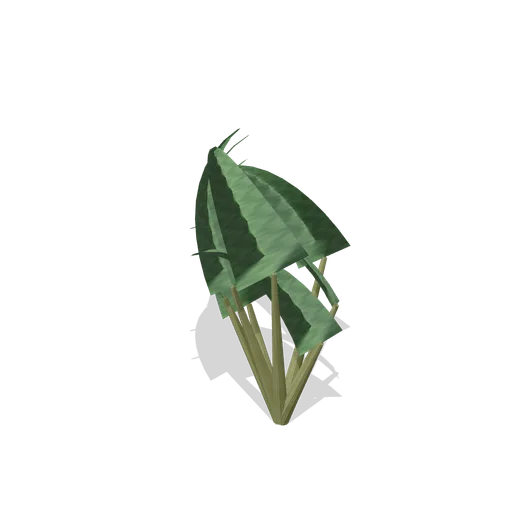 Arrowhead clump (Swamp and Mangrove)