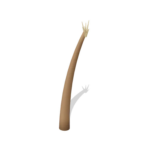Storm-broken coconut palm (Tropical Island Ecology)