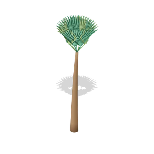 Costapalmate fan palm (Tropical Island Ecology)