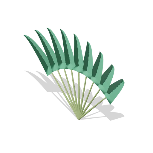 Travellers paddle fan (Tropical Island Ecology)