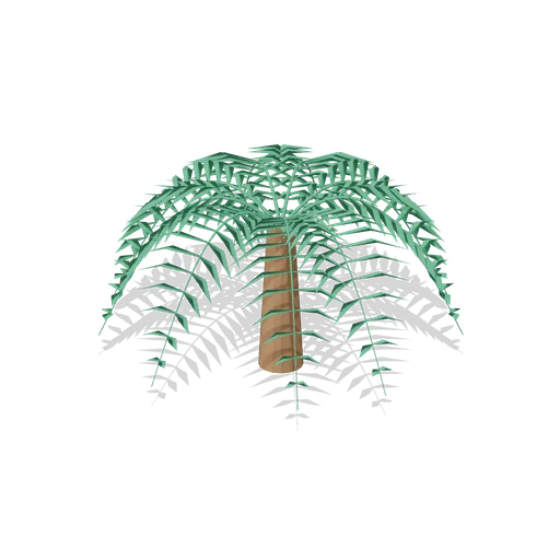 Tree fern (Tropical Island Ecology)
