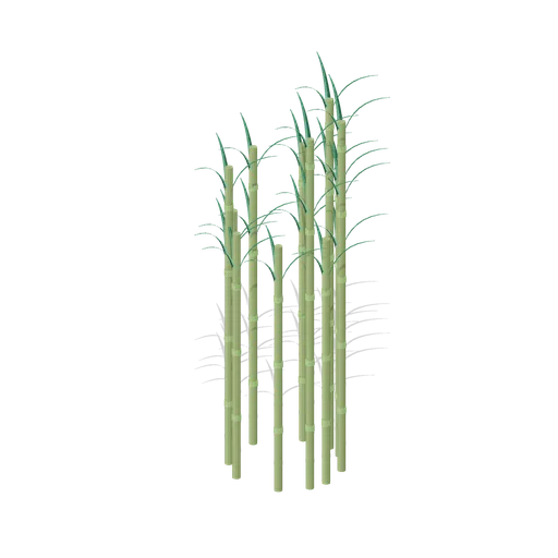 Thin bamboo stand (Tropical Island Ecology)