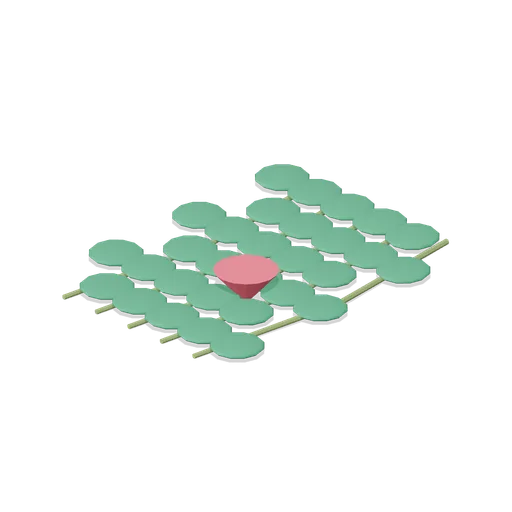 Beach morning glory runner (Tropical Island Ecology)