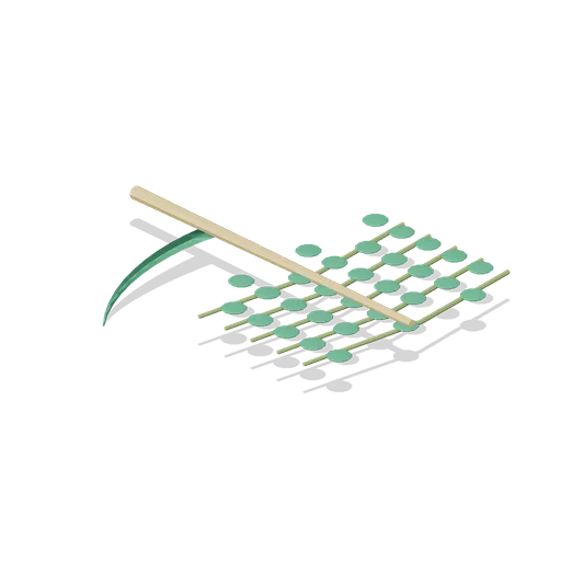 Seaweed strand line (Tropical Island Ecology)