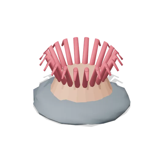 Rock-pool anemone (Tropical Island Ecology)